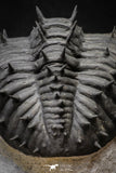 20024 - Top Huge Spiny 4.51 Inch Drotops armatus Middle Devonian Trilobite