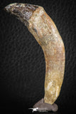 07093 -  Extremely Rare 2.93 Inch Pappocetus lugardi (Whale Ancestor) Incisor Rooted Tooth