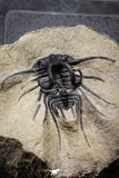 20025 - Museum Grade 2.60 Inch Dicranurus monstrosus Lower Devonian Trilobite