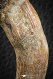 07093 -  Extremely Rare 2.93 Inch Pappocetus lugardi (Whale Ancestor) Incisor Rooted Tooth