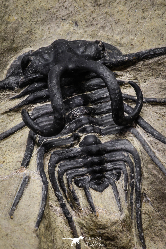 20025 - Museum Grade 2.60 Inch Dicranurus monstrosus Lower Devonian Trilobite