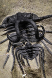 20025 - Museum Grade 2.60 Inch Dicranurus monstrosus Lower Devonian Trilobite