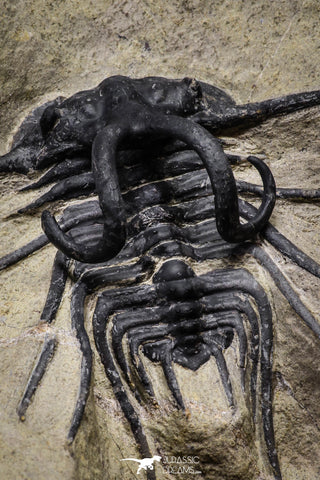 20025 - Museum Grade 2.60 Inch Dicranurus monstrosus Lower Devonian Trilobite