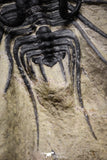 20025 - Museum Grade 2.60 Inch Dicranurus monstrosus Lower Devonian Trilobite