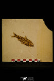 30076- Well Preserved Fossil Fish Knightia eocaena Eocene Wyoming