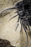 20025 - Museum Grade 2.60 Inch Dicranurus monstrosus Lower Devonian Trilobite