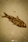 30076- Well Preserved Fossil Fish Knightia eocaena Eocene Wyoming
