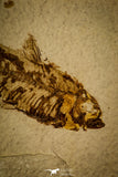 30076- Well Preserved Fossil Fish Knightia eocaena Eocene Wyoming