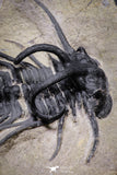 20025 - Museum Grade 2.60 Inch Dicranurus monstrosus Lower Devonian Trilobite