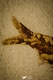 30076- Well Preserved Fossil Fish Knightia eocaena Eocene Wyoming