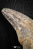 07095 -  Extremely Huge 5.47 Inch Pappocetus lugardi (Whale Ancestor) Incisor Rooted Tooth