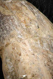 07095 -  Extremely Huge 5.47 Inch Pappocetus lugardi (Whale Ancestor) Incisor Rooted Tooth