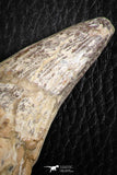 07095 -  Extremely Huge 5.47 Inch Pappocetus lugardi (Whale Ancestor) Incisor Rooted Tooth