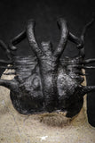 20026 - Museum Grade 2.86 Inch Dicranurus monstrosus Lower Devonian Trilobite