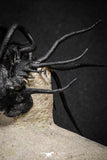 20026 - Museum Grade 2.86 Inch Dicranurus monstrosus Lower Devonian Trilobite