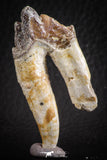 07096 -  Top Rare 2.02 Inch Pappocetus lugardi (Whale Ancestor) Molar Rooted Tooth