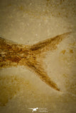 30078- Large Tharsis Dubius Fish Fossil - Jurassic Solnhofen