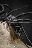 20026 - Museum Grade 2.86 Inch Dicranurus monstrosus Lower Devonian Trilobite