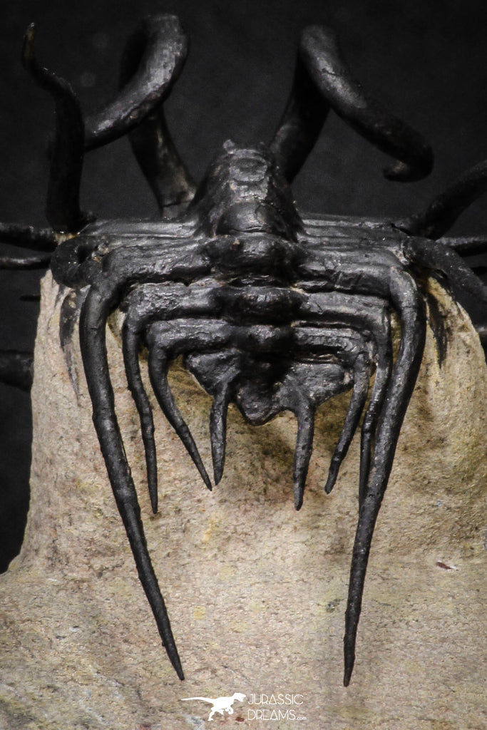 20026 - Museum Grade 2.86 Inch Dicranurus monstrosus Lower Devonian Trilobite