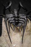20026 - Museum Grade 2.86 Inch Dicranurus monstrosus Lower Devonian Trilobite