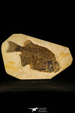 30079- Superb 10.31 Inch Phareodus Fish - Scarce Species - Eocene Wyoming
