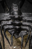 20026 - Museum Grade 2.86 Inch Dicranurus monstrosus Lower Devonian Trilobite
