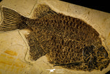 30079- Superb 10.31 Inch Phareodus Fish - Scarce Species - Eocene Wyoming