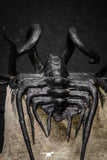 20026 - Museum Grade 2.86 Inch Dicranurus monstrosus Lower Devonian Trilobite