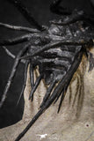 20026 - Museum Grade 2.86 Inch Dicranurus monstrosus Lower Devonian Trilobite