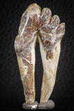 07098 -  Top Rare 2.39 Inch Pappocetus lugardi (Whale Ancestor) Molar Rooted Tooth