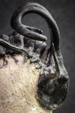 20026 - Museum Grade 2.86 Inch Dicranurus monstrosus Lower Devonian Trilobite