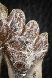07098 -  Top Rare 2.39 Inch Pappocetus lugardi (Whale Ancestor) Molar Rooted Tooth