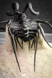 20026 - Museum Grade 2.86 Inch Dicranurus monstrosus Lower Devonian Trilobite