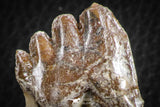 07098 -  Top Rare 2.39 Inch Pappocetus lugardi (Whale Ancestor) Molar Rooted Tooth