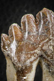 07098 -  Top Rare 2.39 Inch Pappocetus lugardi (Whale Ancestor) Molar Rooted Tooth
