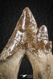 07099 -  Top Rare 2.94 Inch Pappocetus lugardi (Whale Ancestor) Molar Rooted Tooth