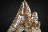 07099 -  Top Rare 2.94 Inch Pappocetus lugardi (Whale Ancestor) Molar Rooted Tooth