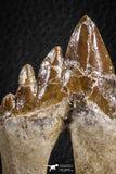 07100 -  Top Rare 3.54 Inch Pappocetus lugardi (Whale Ancestor) Molar Rooted Tooth