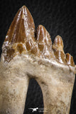 07100 -  Top Rare 3.54 Inch Pappocetus lugardi (Whale Ancestor) Molar Rooted Tooth