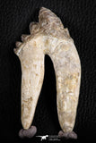 07101 -  Top Rare 4.50 Inch Pappocetus lugardi (Whale Ancestor) Molar Rooted Tooth