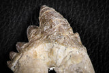 07101 -  Top Rare 4.50 Inch Pappocetus lugardi (Whale Ancestor) Molar Rooted Tooth
