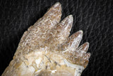 07101 -  Top Rare 4.50 Inch Pappocetus lugardi (Whale Ancestor) Molar Rooted Tooth