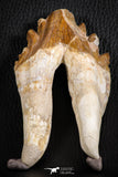 07102 -  Top Rare 4.95 Inch Pappocetus lugardi (Whale Ancestor) Molar Rooted Tooth
