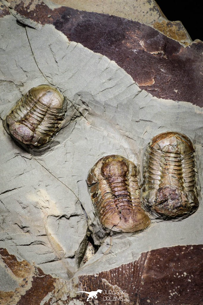 20028 - New Species Symphysurus ebbestadi n. sp. Plate with 3 Specimens Lower Ordovician Trilobites