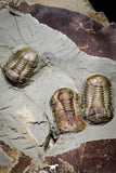 20028 - New Species Symphysurus ebbestadi n. sp. Plate with 3 Specimens Lower Ordovician Trilobites