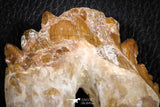 07102 -  Top Rare 4.95 Inch Pappocetus lugardi (Whale Ancestor) Molar Rooted Tooth