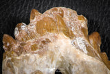 07102 -  Top Rare 4.95 Inch Pappocetus lugardi (Whale Ancestor) Molar Rooted Tooth