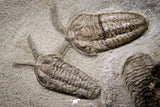 20029 - Museum Grade Plate with 7 Bavarilla  zemmourensis with Preserved Antennae Lower Ordovician Trilobites
