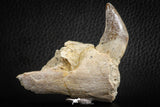 07103 -  Extremely Rare 2.57 Inch Pappocetus lugardi (Whale Ancestor) Incisor Rooted Tooth in Jaw Bone