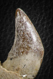 07103 -  Extremely Rare 2.57 Inch Pappocetus lugardi (Whale Ancestor) Incisor Rooted Tooth in Jaw Bone